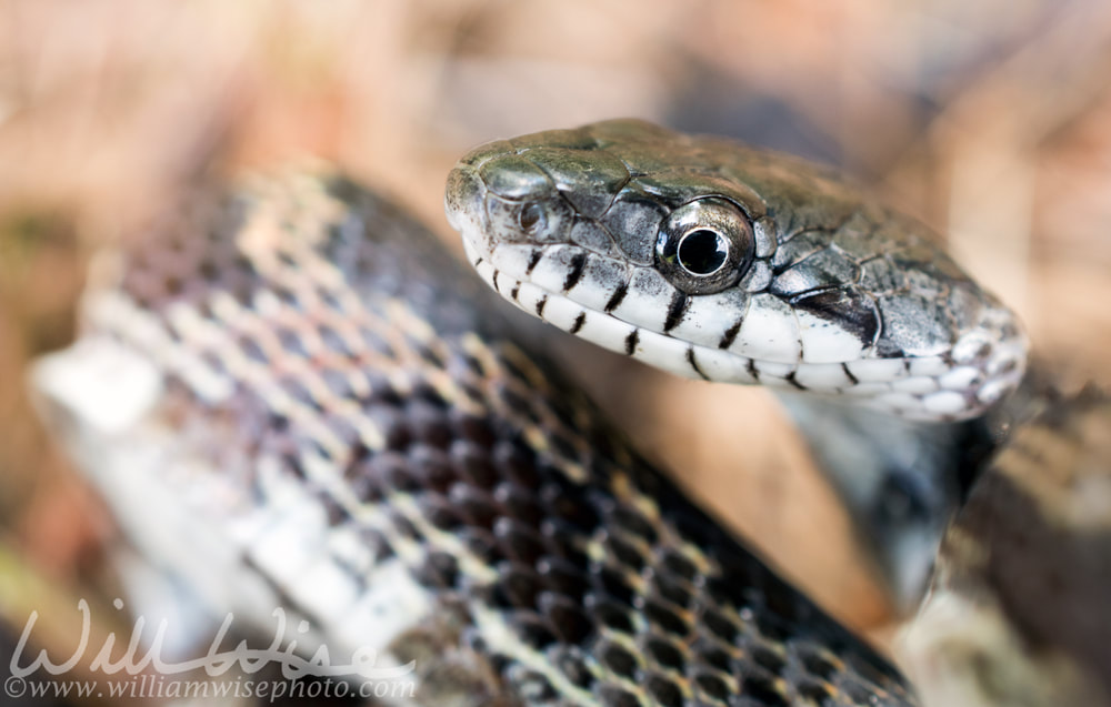 Rat Snake coiled and ready to strike, Georgia USA Picture