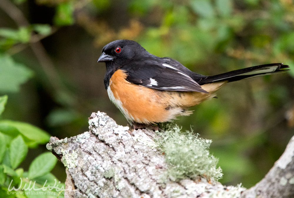 Male Eastern Towhee songbird, Walton County, Georgia Eastern Towhee Picture