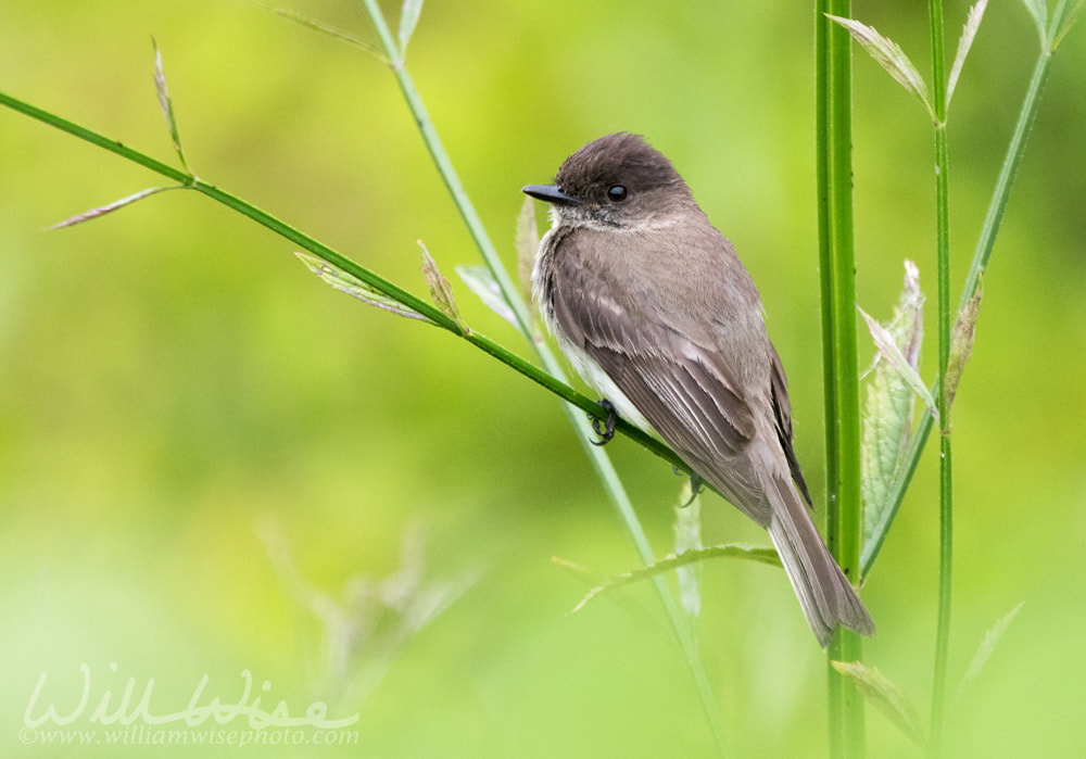 Eastern Phoebe perched in a green garden, Walton County, Georgia USA birding photography Picture