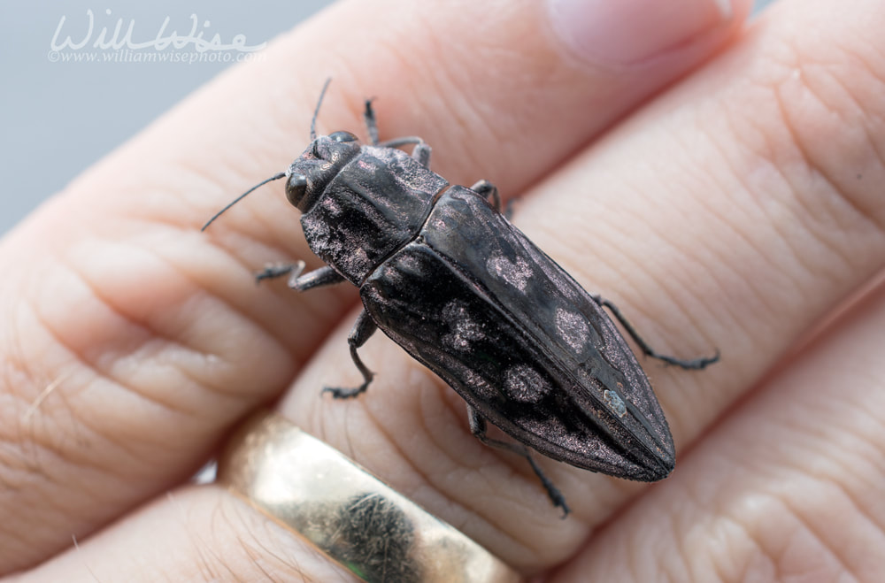 Pine Borer Beetle Picture