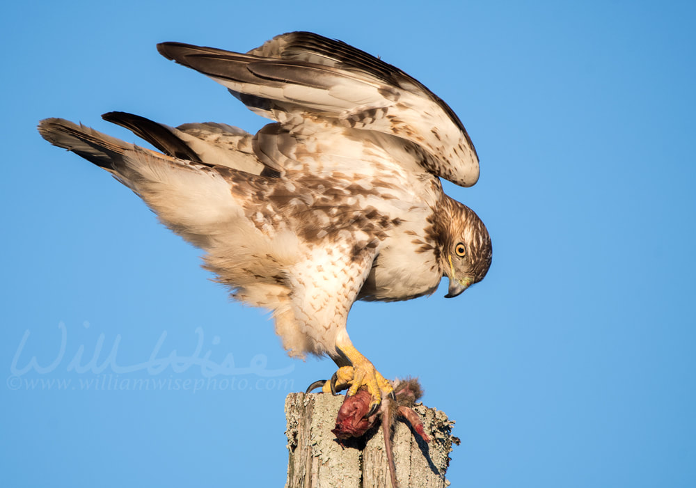 Red-tailed Hawk raptor bird of prey eating a dead squirrel Picture