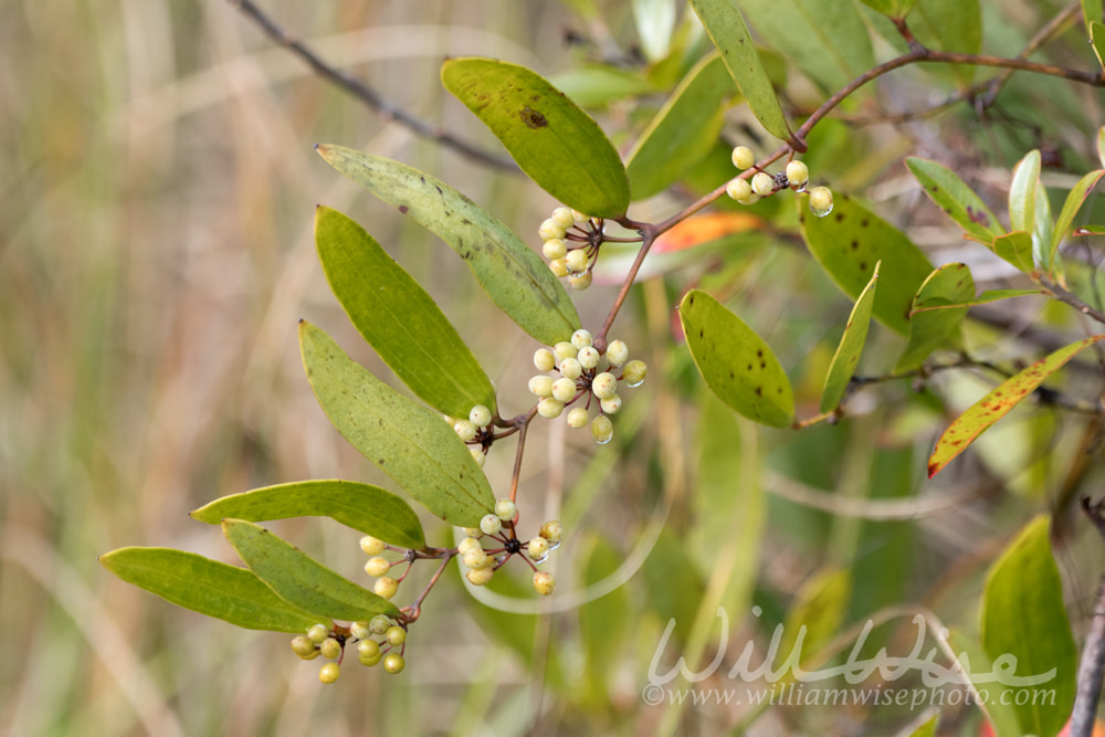 Laurel Leaf Greenbrier vine and fruit Picture