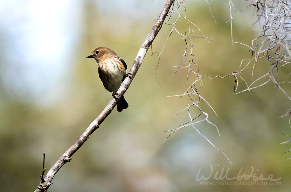 Yellow-rumped Warlber and Spanish Moss on the Chesser Island Homestead Trail in the Okefenokee Swamp Picture