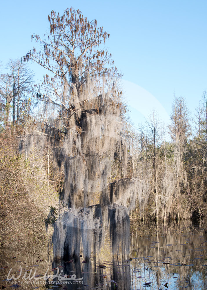 Tall Cypress Trees covered in Spanish Moss in the waters of the Okefenokee Swamp Picture