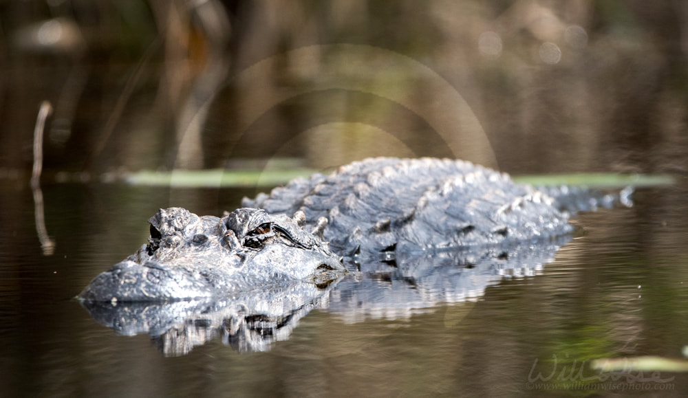 Large alligator lurking in blackwater swamp Picture