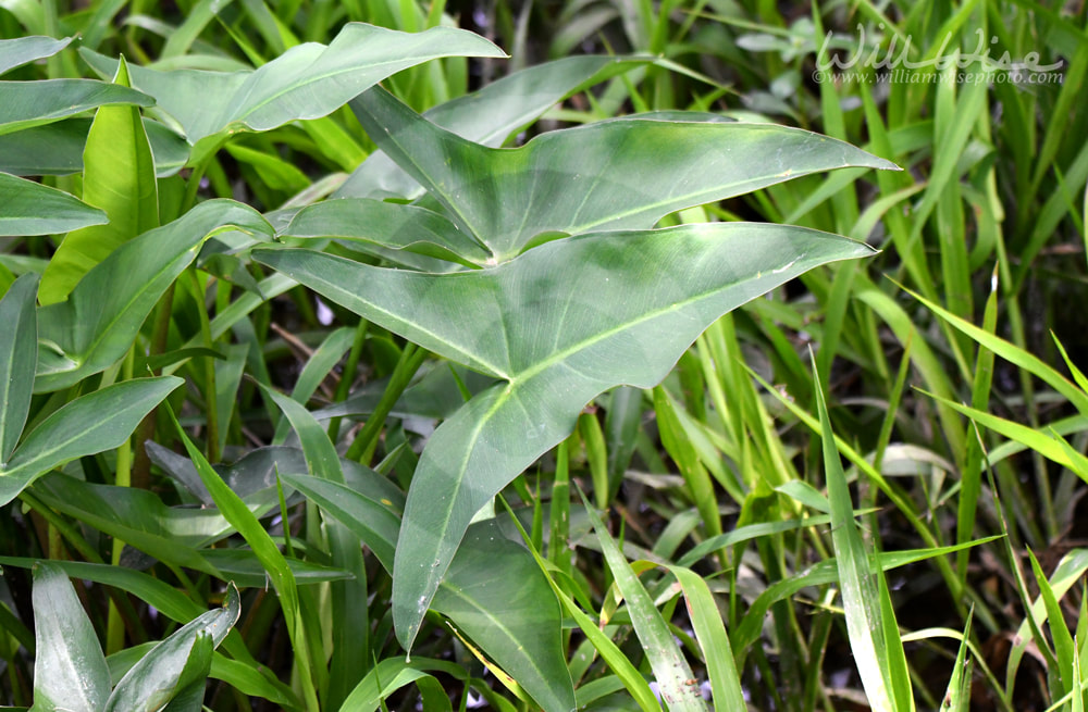 Green Arrow Arum plant at Phinizy Swamp Nature Park, Georgia Picture