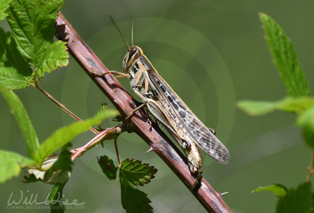 American Bird Grasshopper on thorn brier at Phinizy Swamp Nature Park, Georgia Picture