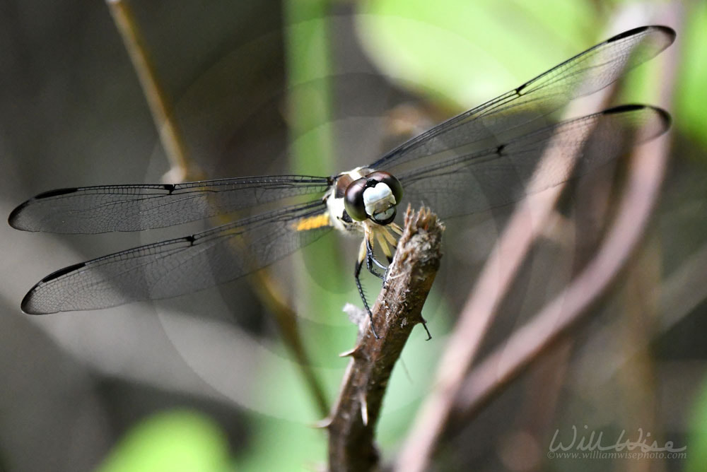 Great Blue Skimmer Dragonfly wings on hiking trail at Phinizy Swamp Nature Park, Georgia Picture