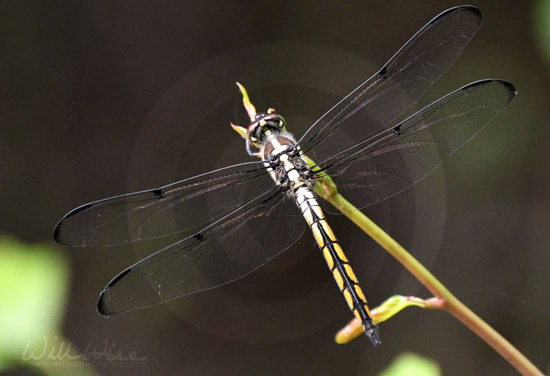 Great Blue Skimmer Dragonfly wings on hiking trail at Phinizy Swamp Nature Park, Georgia Picture
