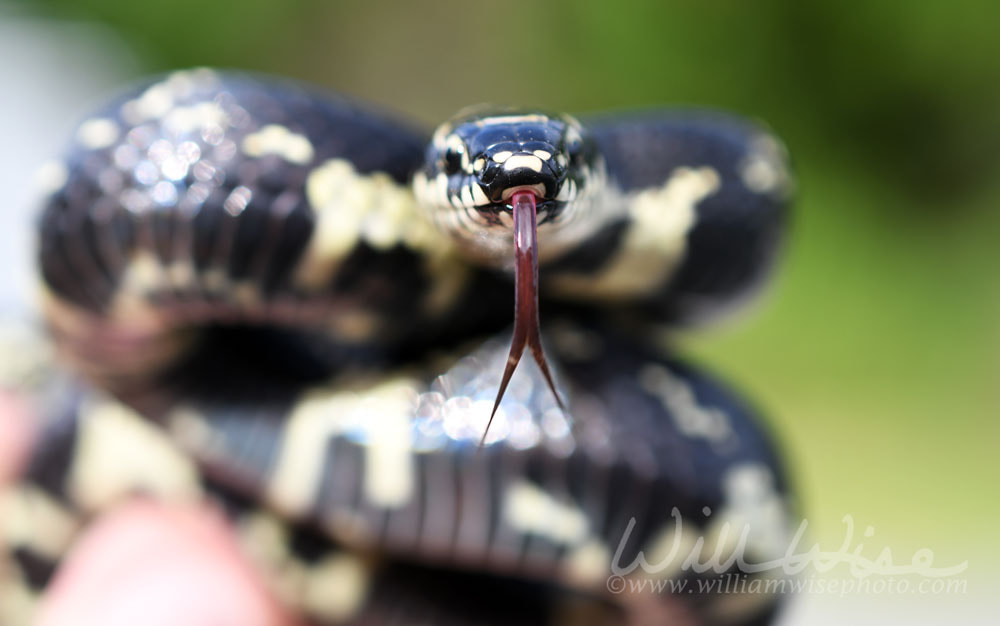 King Snake flicking forked tongue Picture