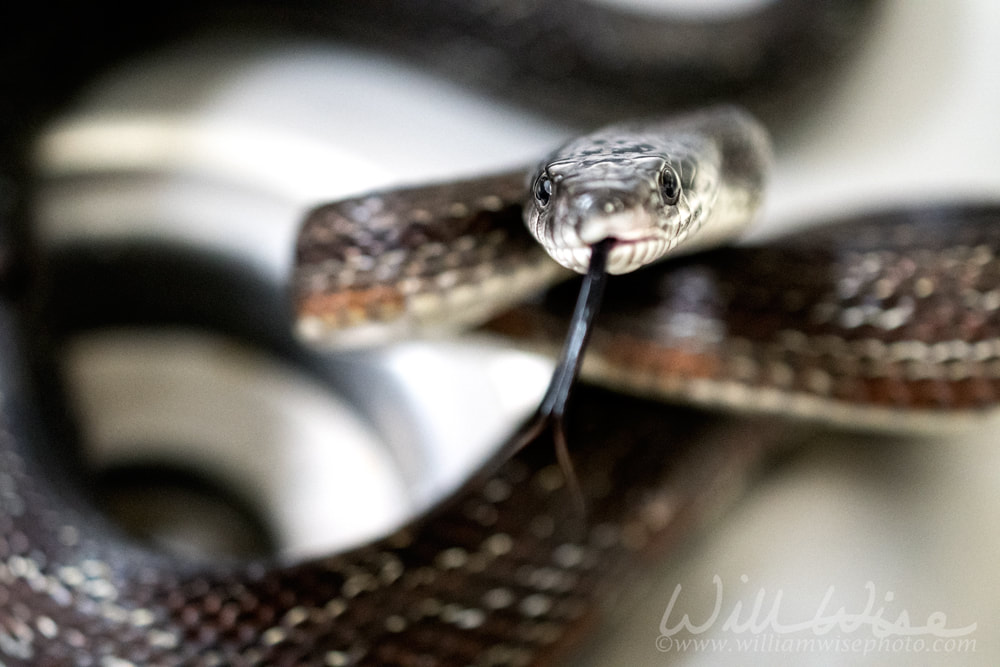 Black snake flicking forked tongue in kitchen sink Picture