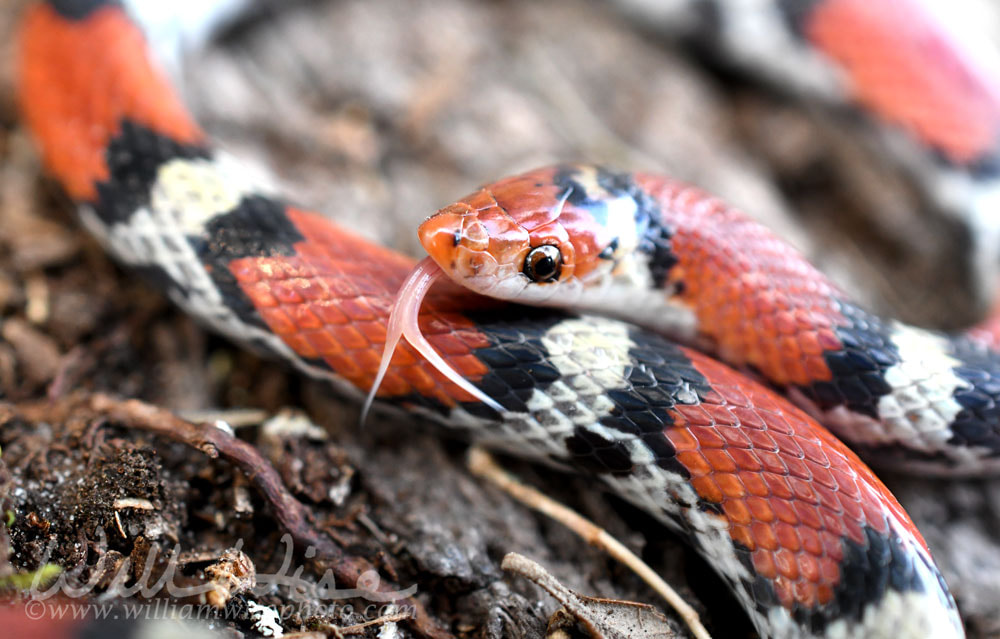 Scarlet Snake, Cemophora coccinea, at Donnelley WMA, South Carolina, USA Picture