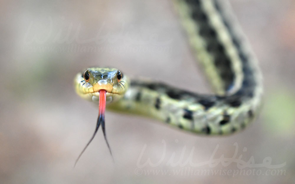Eastern Garter Snake flicking Forked Tongue Picture