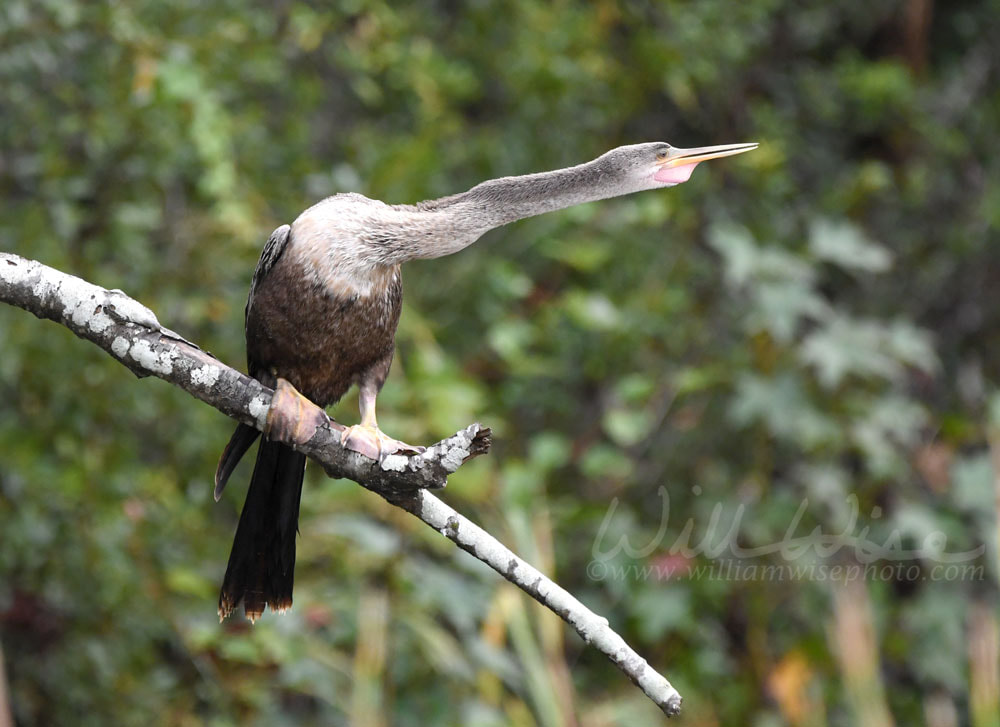 Anhinga darter bird perched on Pinckney Island National Wildlife Refuge Picture