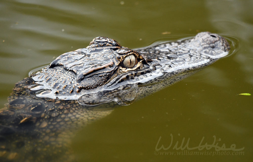 Juvenile American Alligator swimming in Nini Chapin Pond  at Pinckney Island National Wildlife Refuge Picture