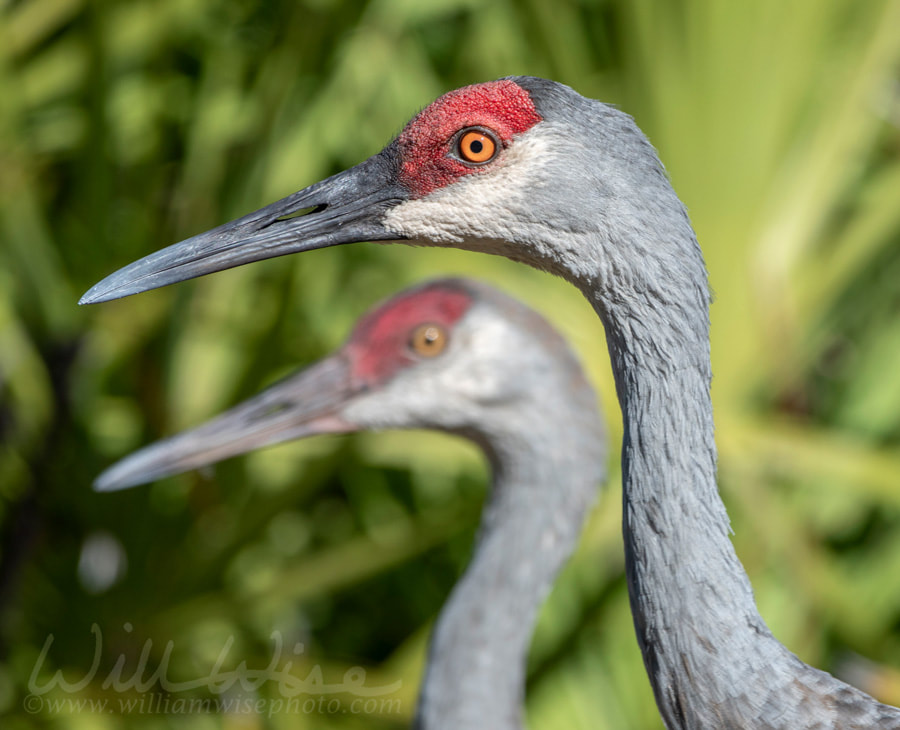 Sandhill Crane close up portrait on Swamp Island Wildlife Drive Okefenokee Georgia Picture