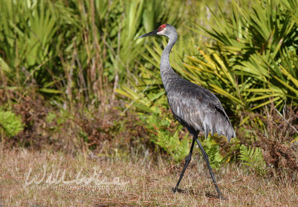 Sandhill Crane on Swamp Island Wildlife Drive Okefenokee Georgia Picture