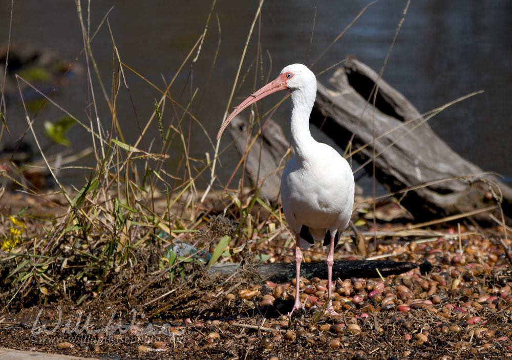 White Ibis in the Okefenokee Swamp, Georgia Picture