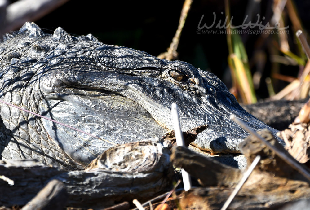 Close up of American Alligator jaw, neck, eye and scales Picture
