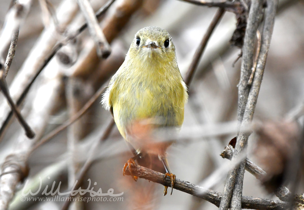 Ruby-crowned Kinglet Picture