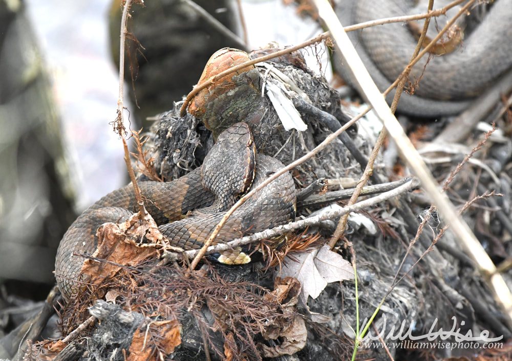 Coiled Cottonmouth Moccasin Snake Picture
