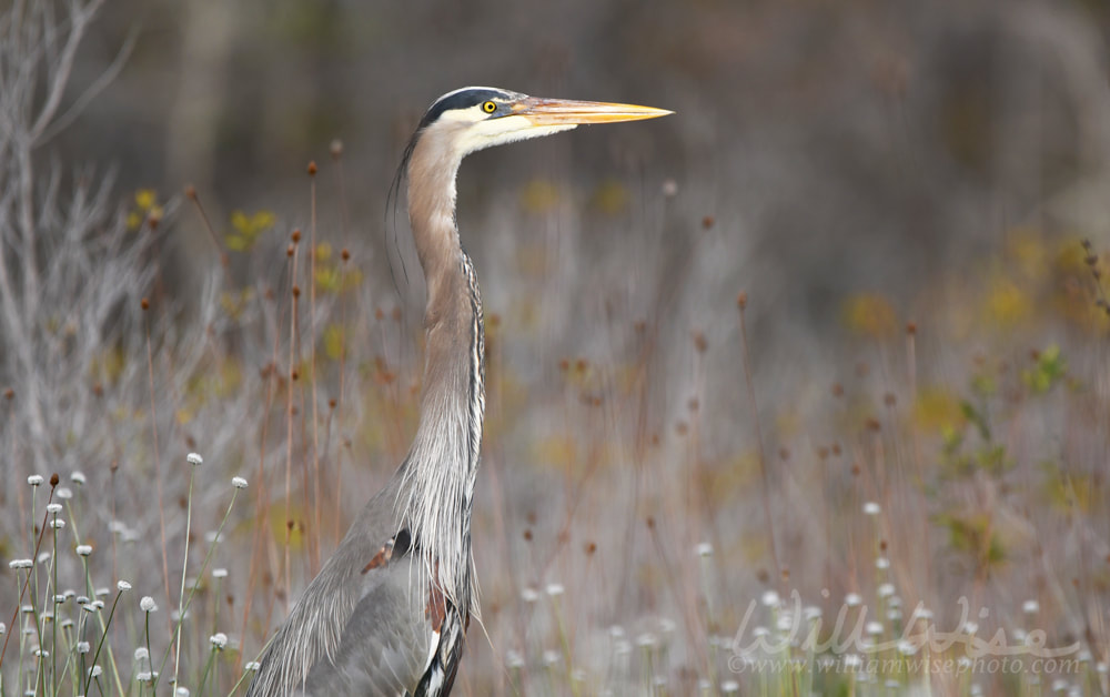 Great Blue Heron on Chase Prairie in Okefenokee National Wildlife Refuge, Georgia USA Picture