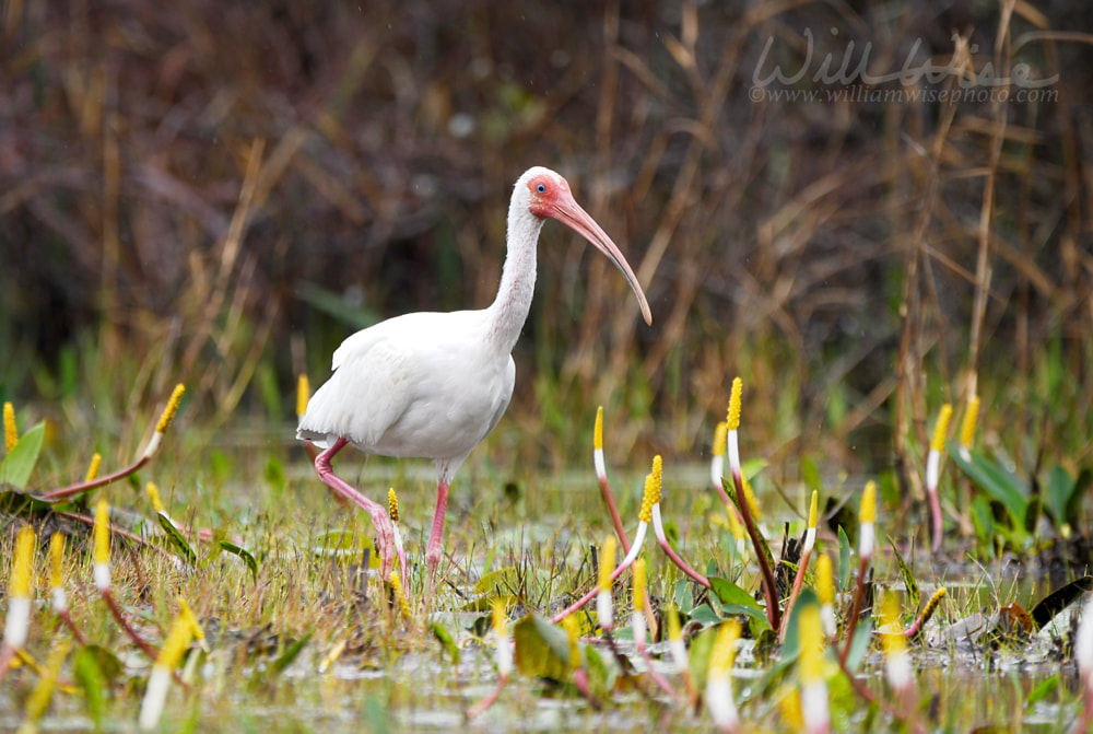 White Ibis bird foraging on Chase Prairie; Okefenokee Swamp National Wildlife Refuge, Georgia USA Picture