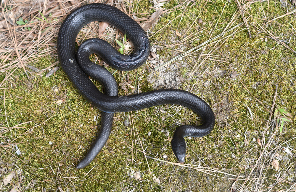 Black Eastern Racer Snake coiled in the grass flicking tongue Picture