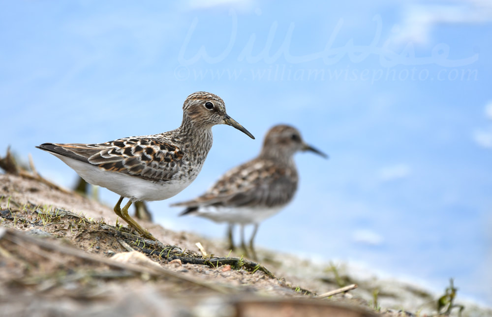 Least Sandpiper shore bird at Phinizy Swamp Nature Park; Richmond County, Georgia birding Picture