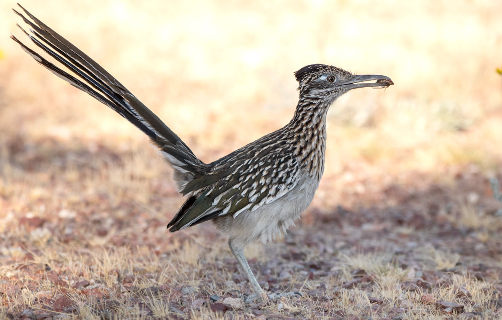 Greater Roadrunner Picture
