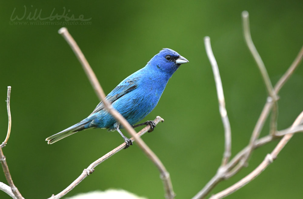 Indigo Bunting Picture