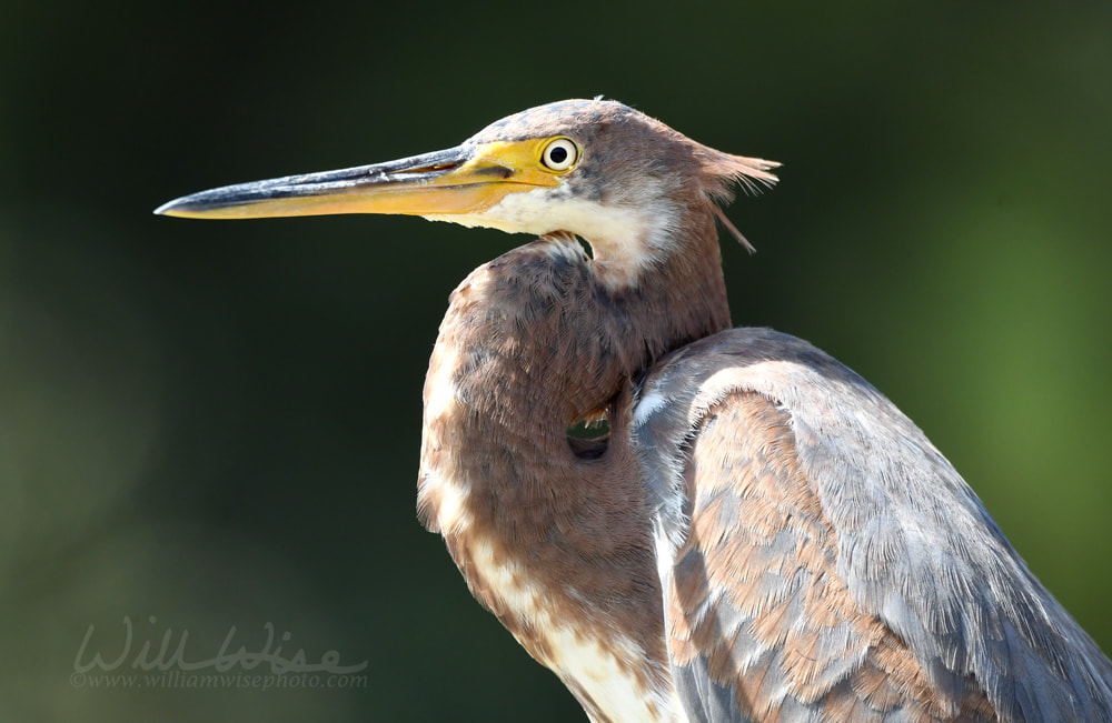 Tricolored Heron Portrait Picture