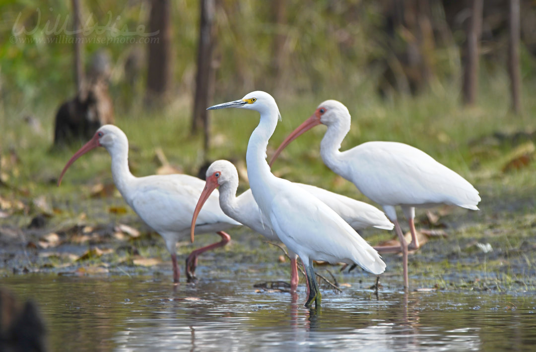 Okefenokee Swamp Snowy Egret Picture