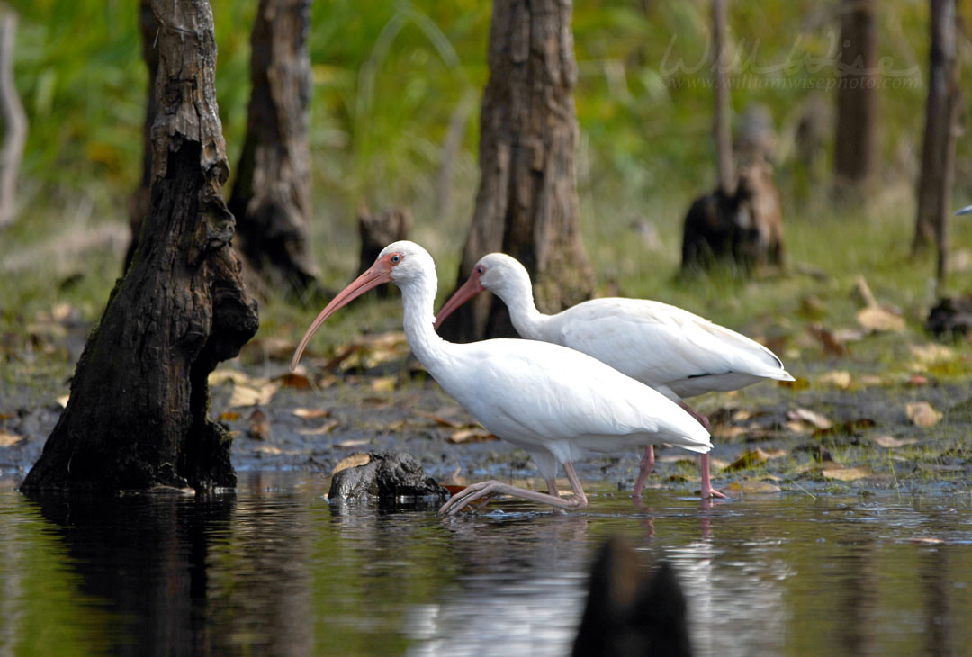 Okefenokee Swamp White Ibis Picture