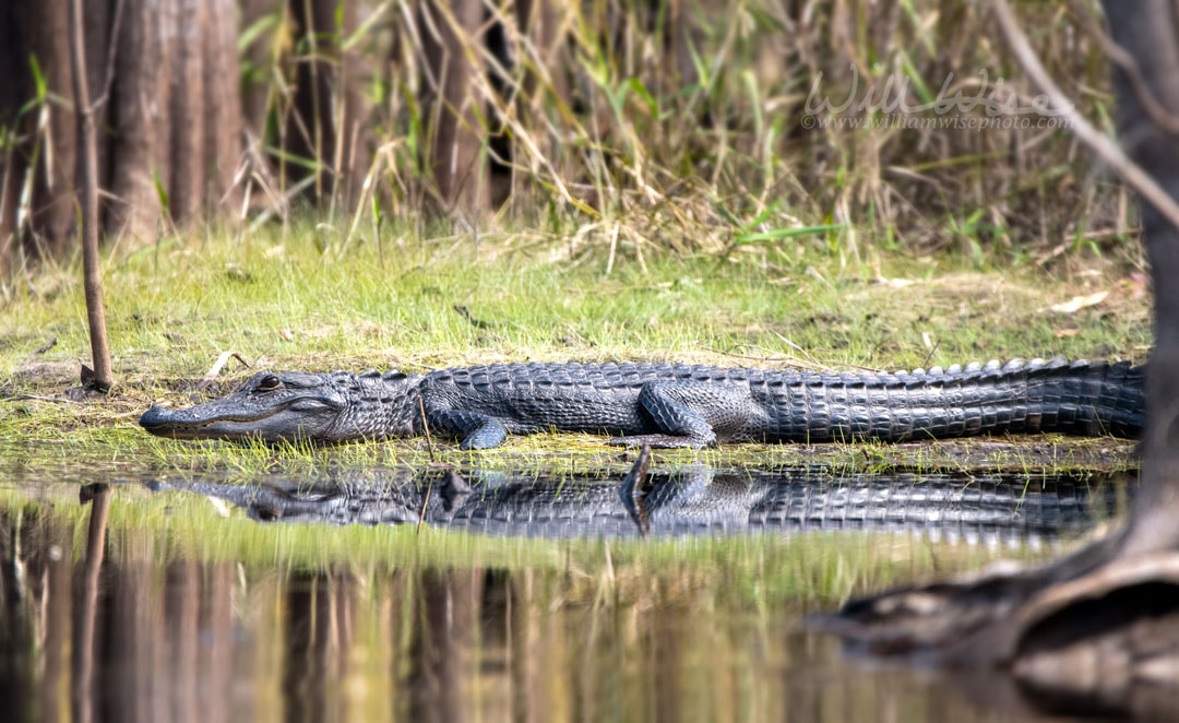 American Alligator Okefenokee Picture