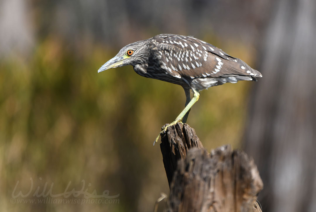 Juvenile Black Crowned Night Heron Okefenokee Swamp Georgia Picture