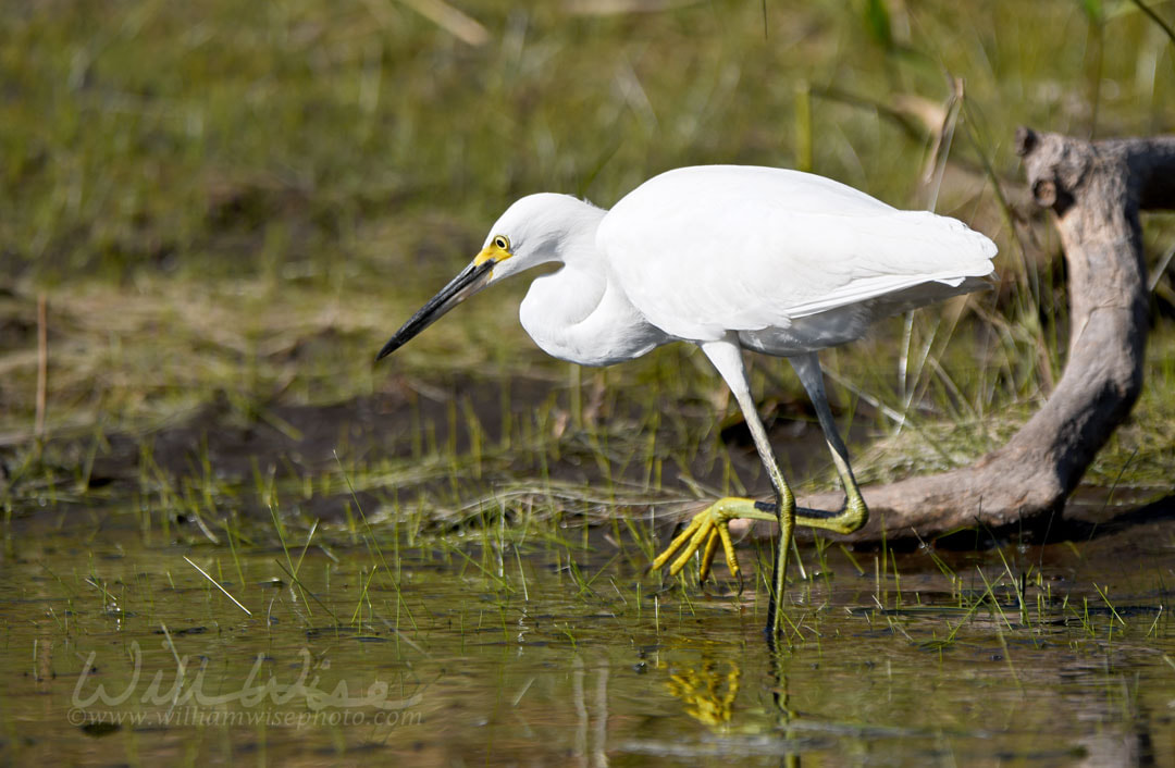 Snow Egret Okefenokee Swamp Birding Picture
