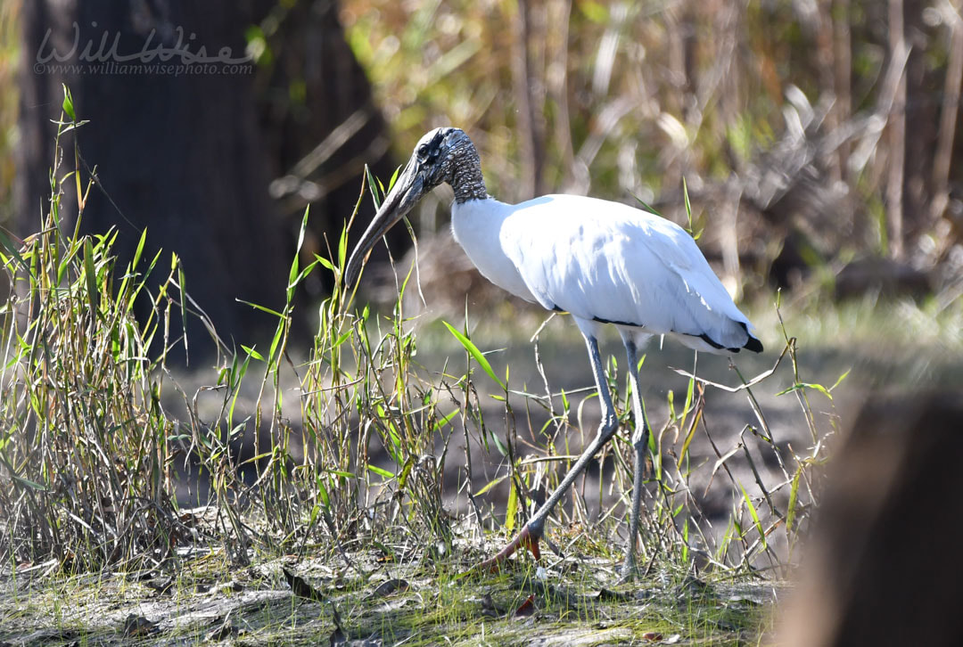 Wood Stork Okefenokee Swamp Picture