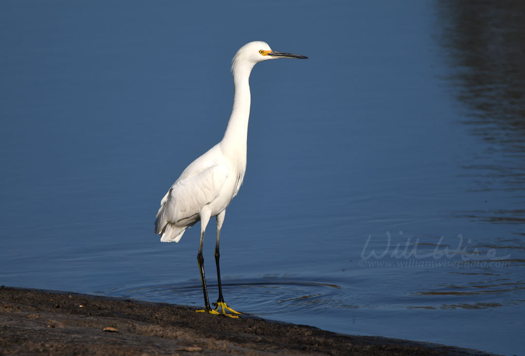 Okefenokee Swamp Snowy Egret Picture