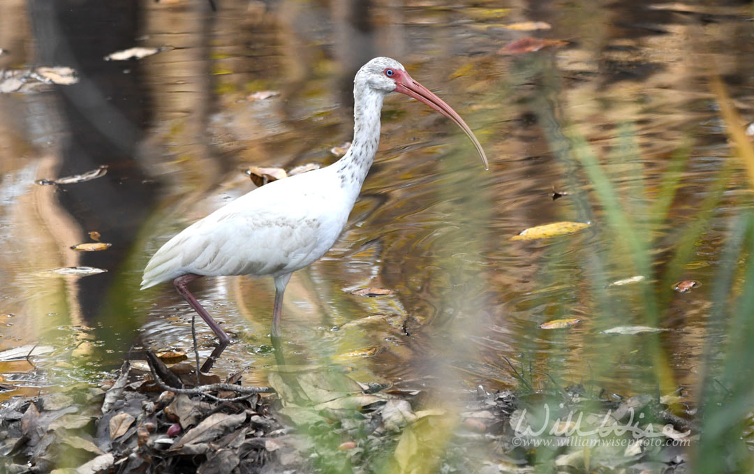Okefenokee Swamp White Ibis Picture