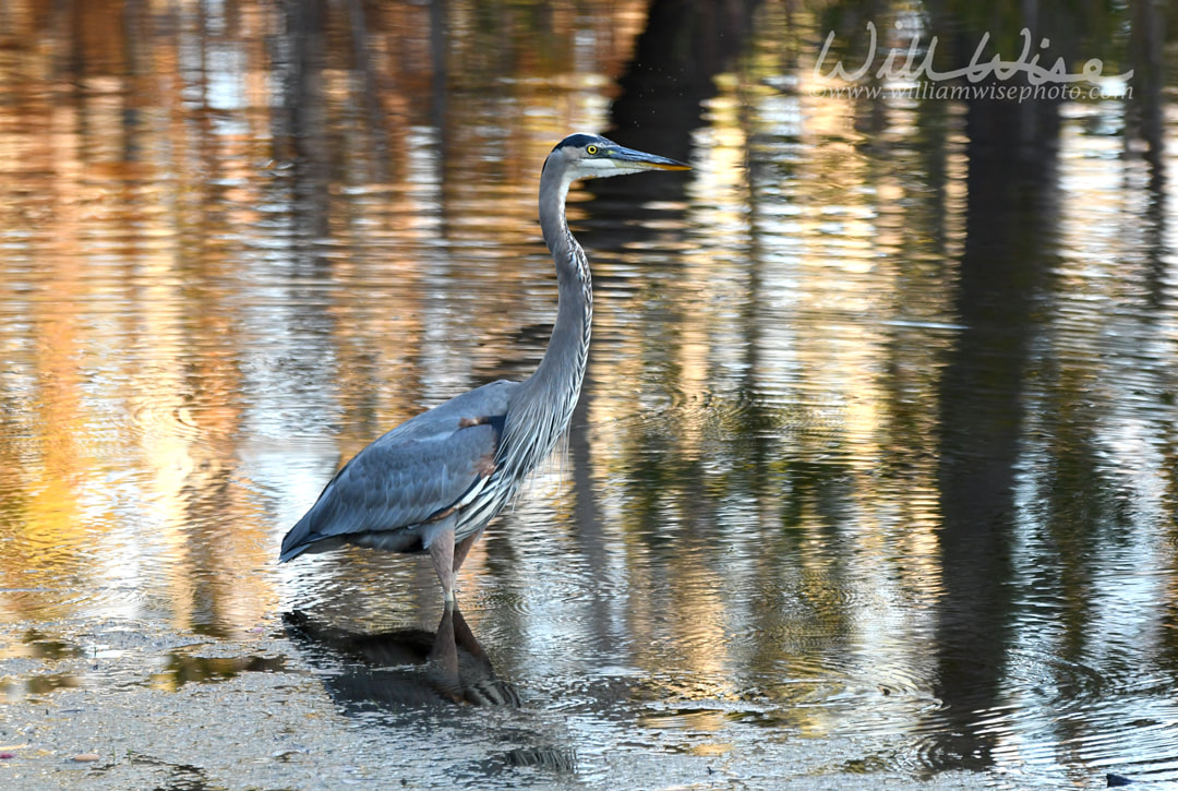 Okefenokee Swamp Great Blue heron Picture