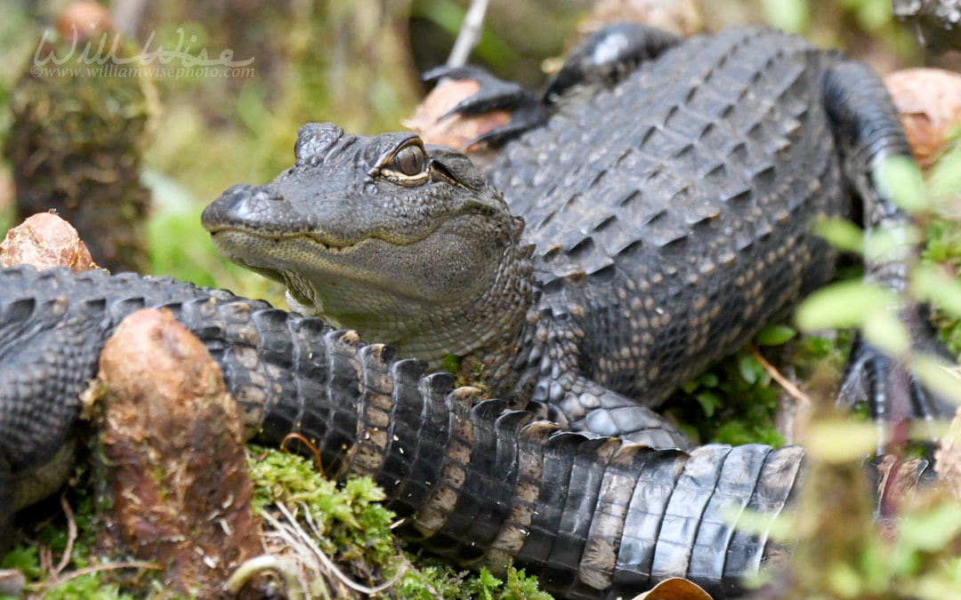 Baby Alligator Picture