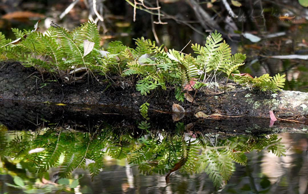 Okefenokee Swamp Resurrection Fern Picture
