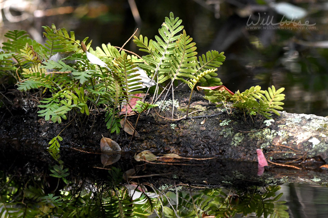 Okefenokee Swamp Resurrection Fern Picture