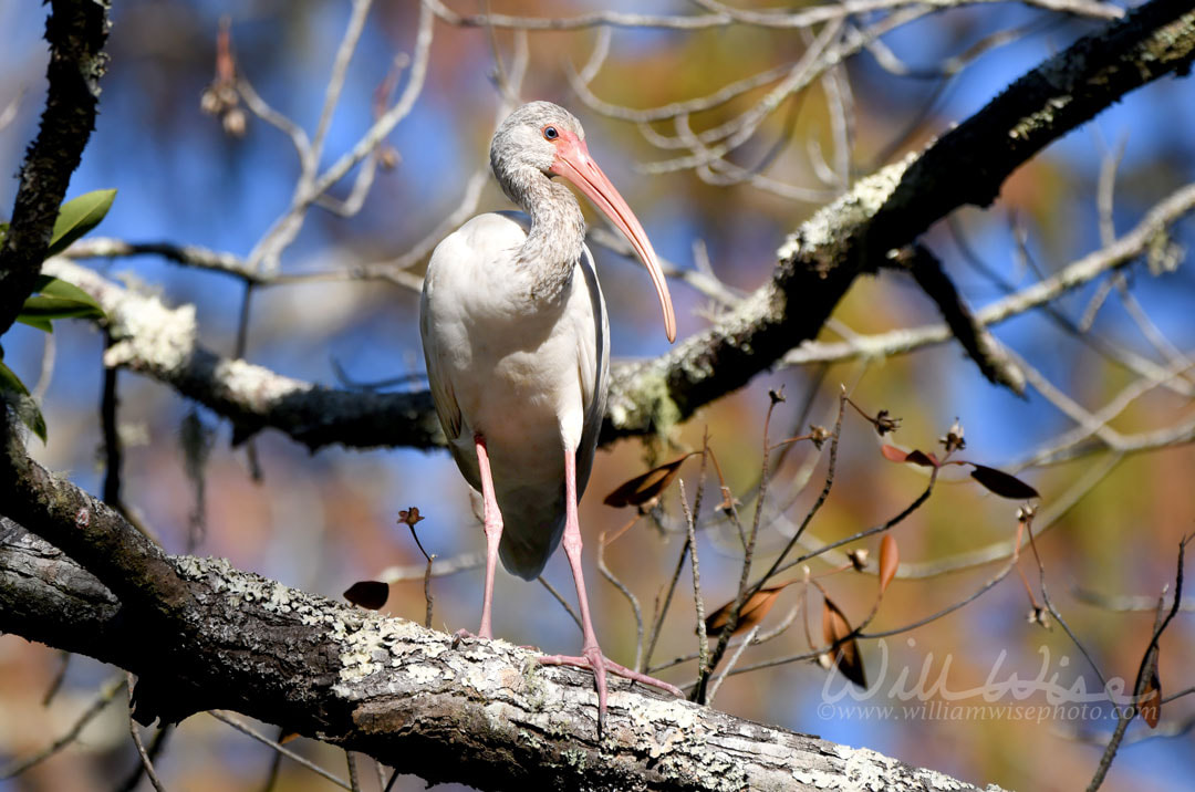 Okefenokee Swamp White Ibis Picture