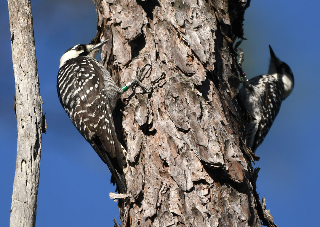 Red-cockaded Woodpeckers Picture