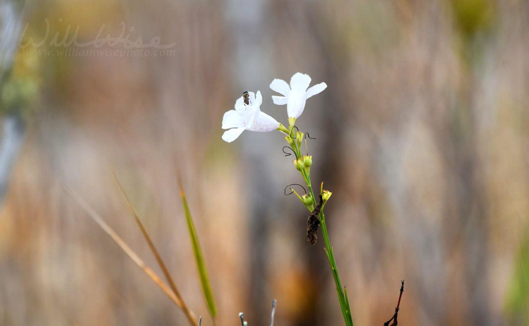 Okefenokee Swamp False Foxglove Picture