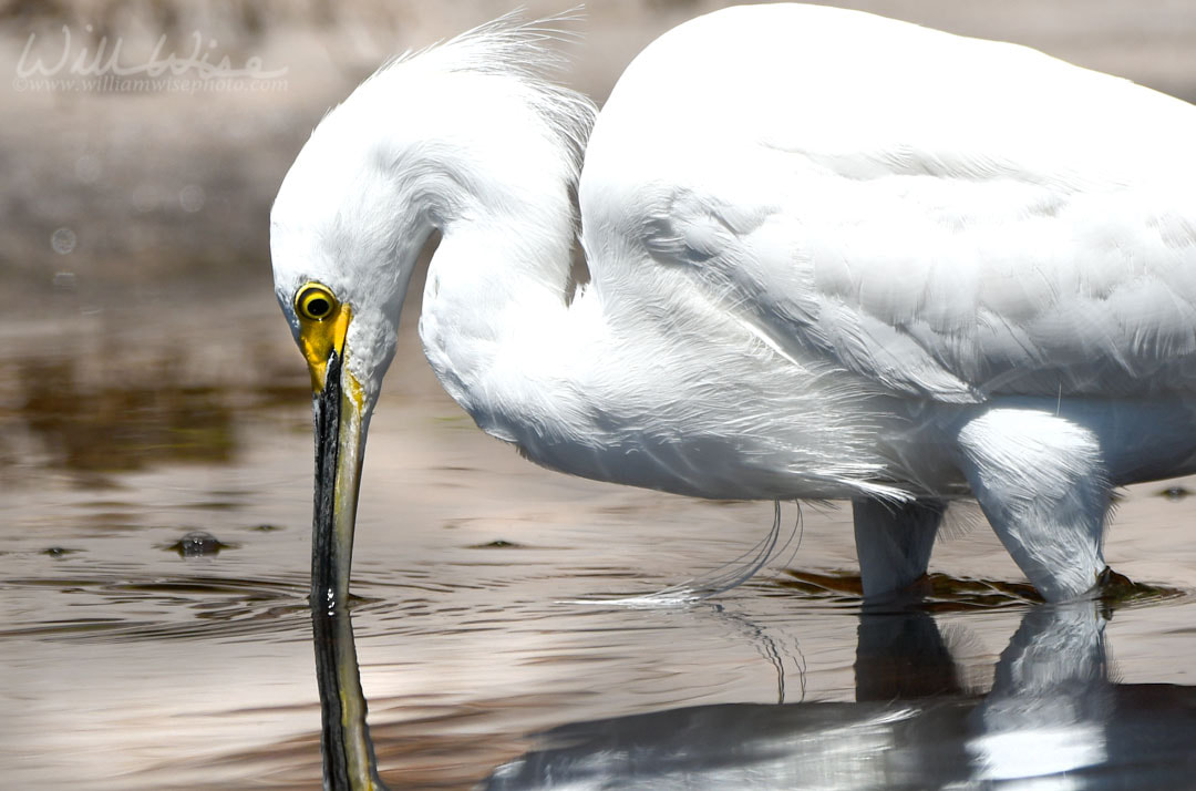 Snowy Egret Picture