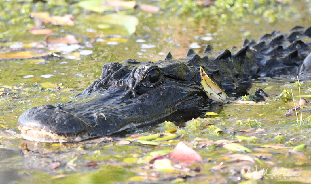Large Alligator in the swamp at Maul Hammock Shelter in Okefenokee Swamp National Wildlife Refuge, Georgia Picture