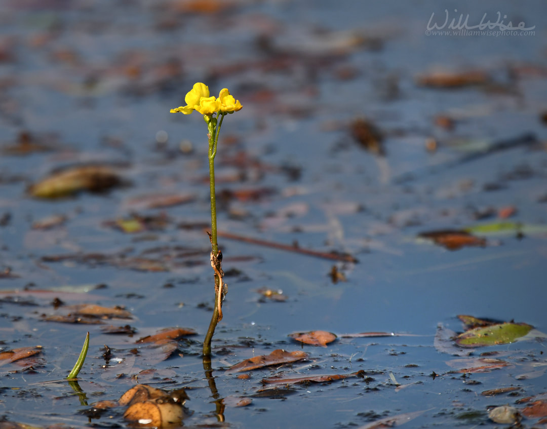 Swollen Bladderwort in tannin blackwater of Okefenokee Swamp National Wildlife Refuge, Georgia Picture